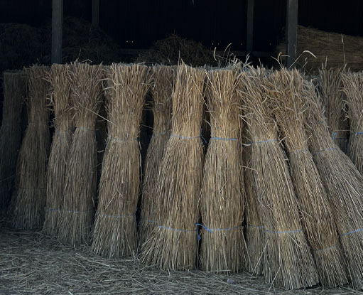 paille de seigle