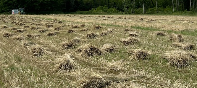 Quand récolter la paille de seigle ?